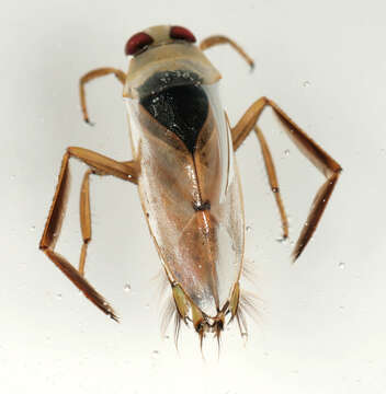 Image of Water boatman