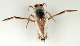 Image of Water boatman