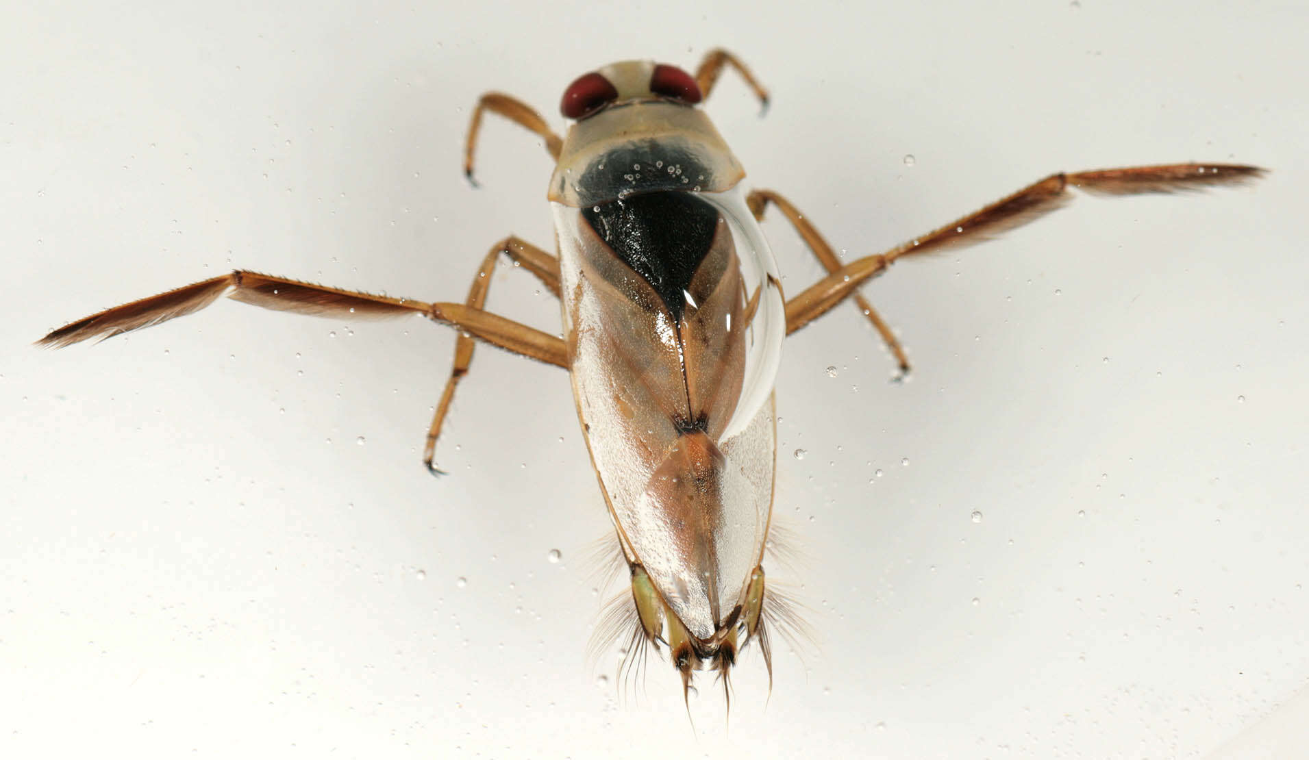 Image of Water boatman