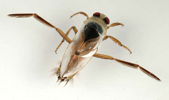 Image of Water boatman