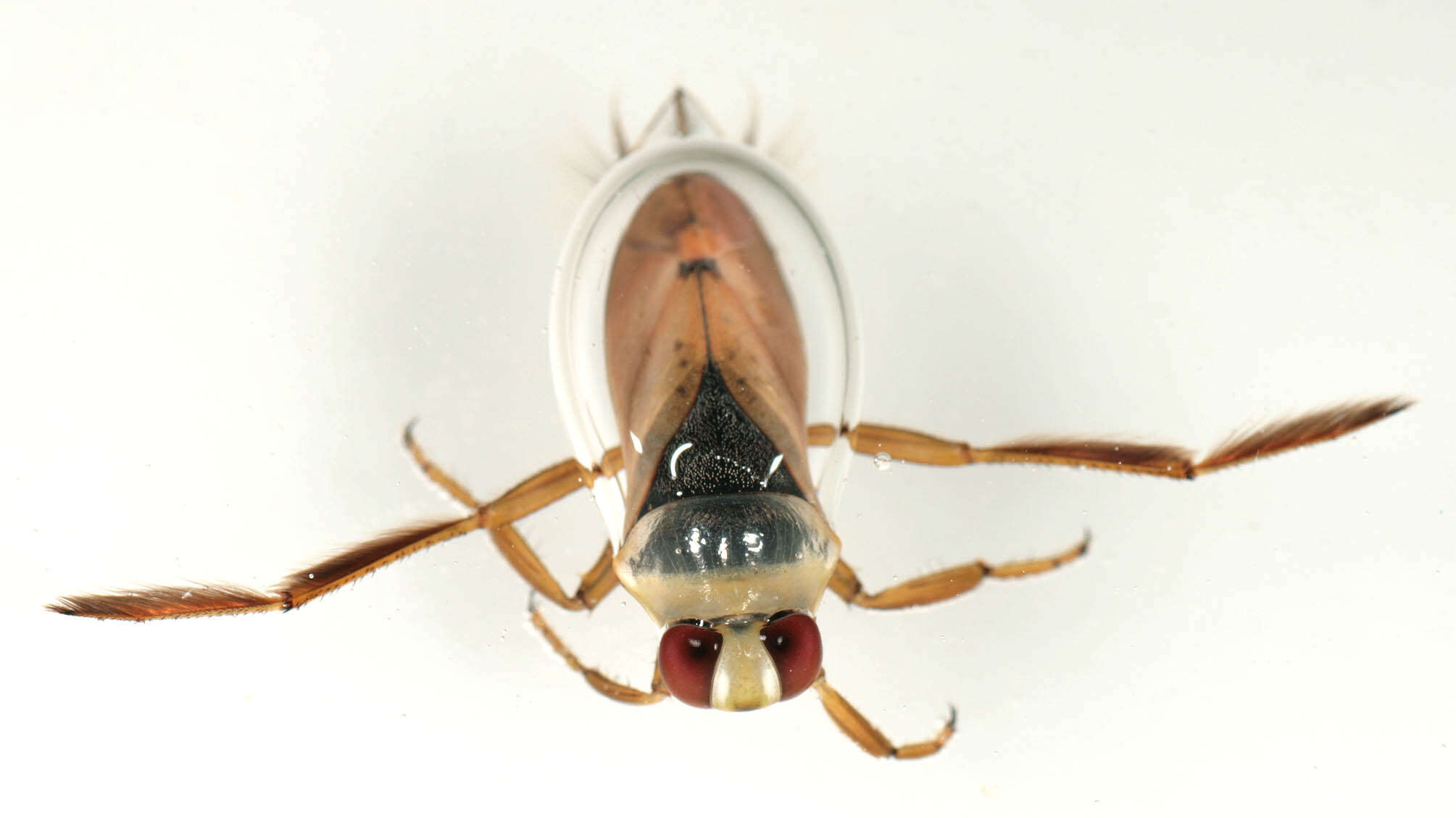 Image of Water boatman