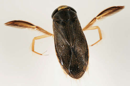 Image of Lesser water boatman