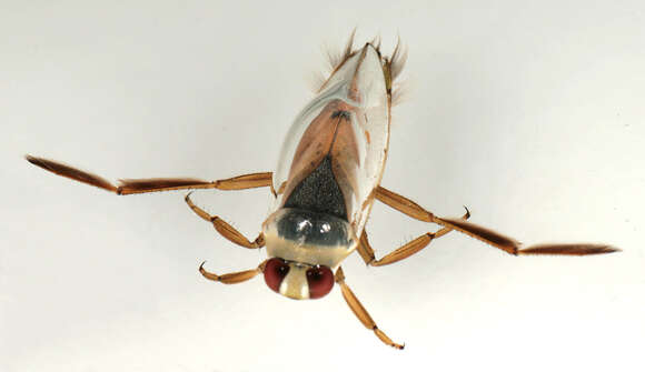 Image of Water boatman