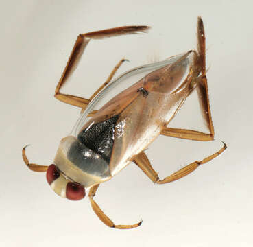 Image of Water boatman