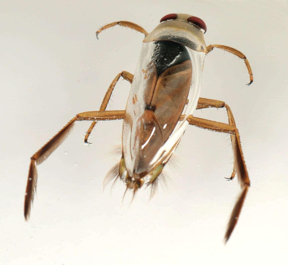 Image of Water boatman