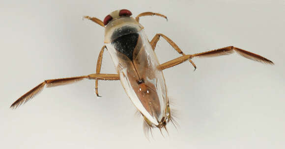 Image of Water boatman