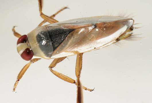 Image of Water boatman