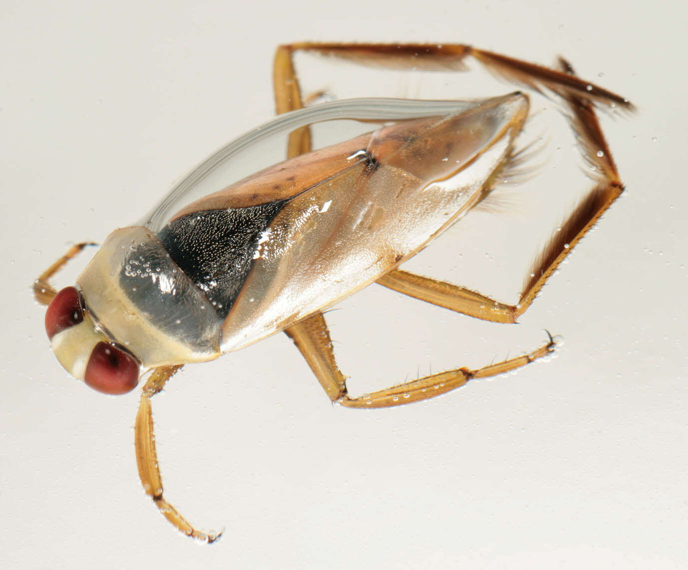 Image of Water boatman