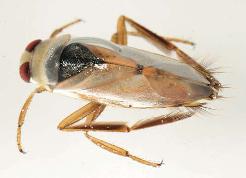 Image of Water boatman