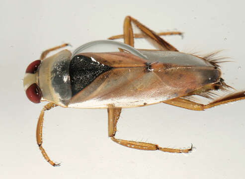 Image of Water boatman