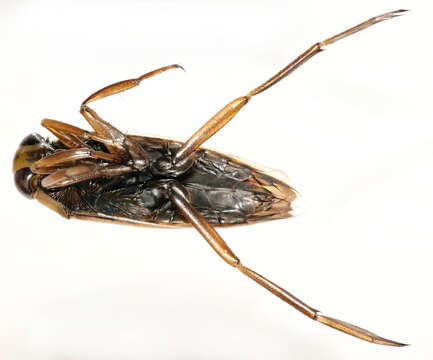 Image of Water boatman