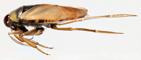 Image of Water boatman