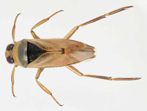 Image of Water boatman