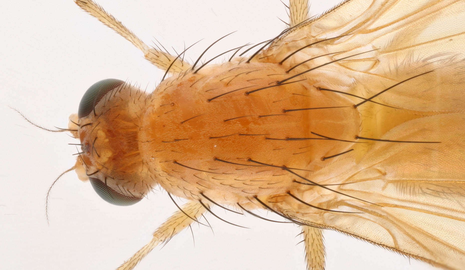 Image of Fly