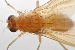 Image of Fly