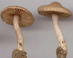 Image of Inocybe griseolilacina J. E. Lange 1917