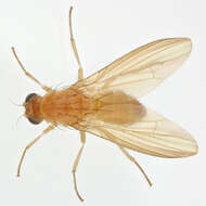 Image of Fly