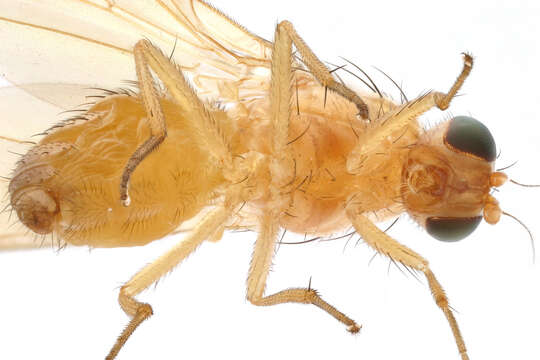 Image of Fly