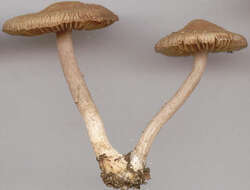 Image of Inocybe griseolilacina J. E. Lange 1917