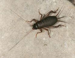 Image of Scaly cricket