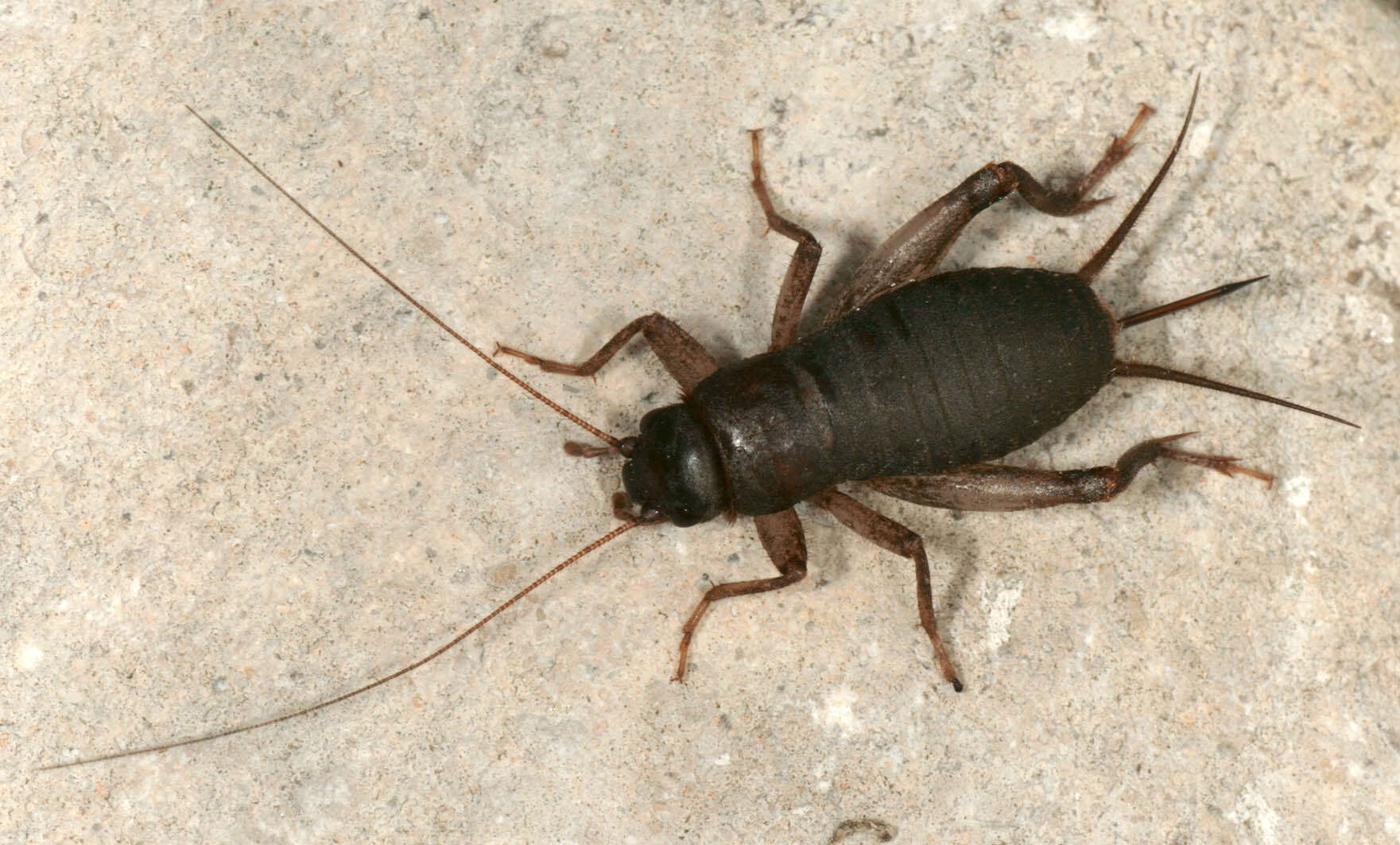 Image of Scaly cricket