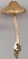 Image of Inocybe griseolilacina J. E. Lange 1917