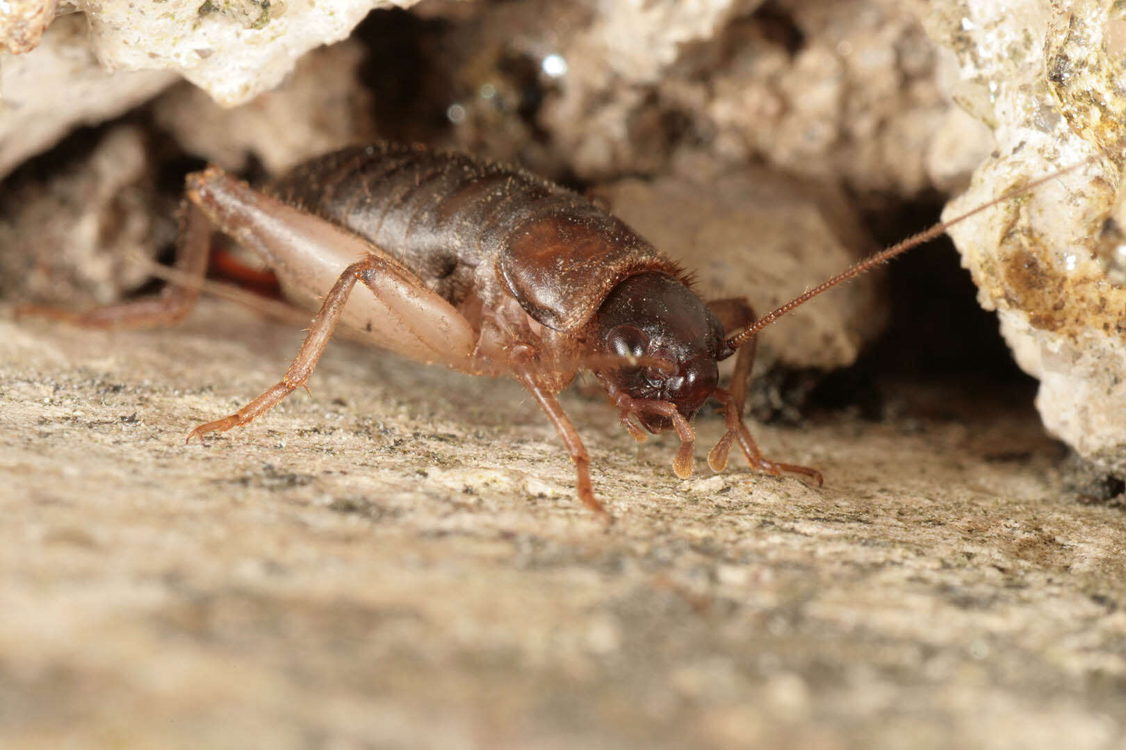 Image of Scaly cricket