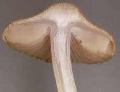 Image of Inocybe griseolilacina J. E. Lange 1917