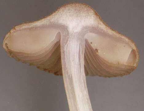 Image of Inocybe griseolilacina J. E. Lange 1917