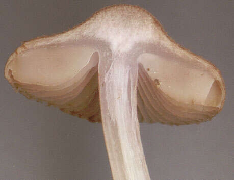 Image of Inocybe griseolilacina J. E. Lange 1917