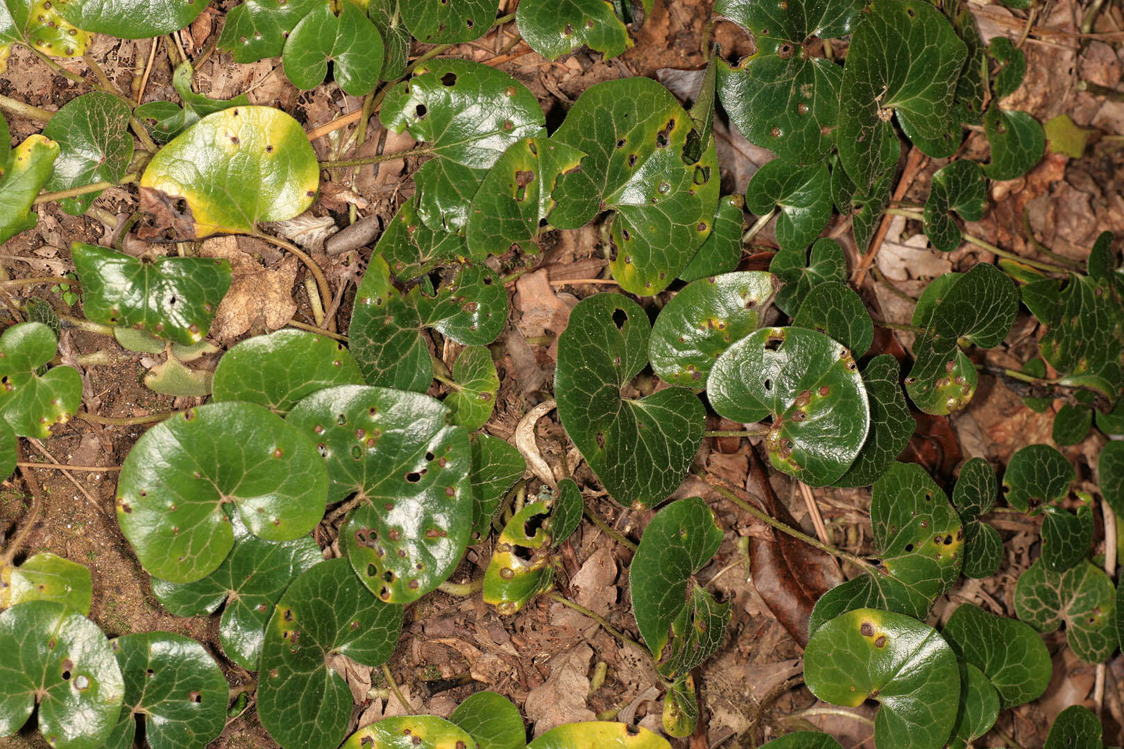 Image of Puccinia asarina Kunze 1817