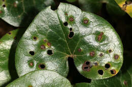 Image of Puccinia asarina Kunze 1817