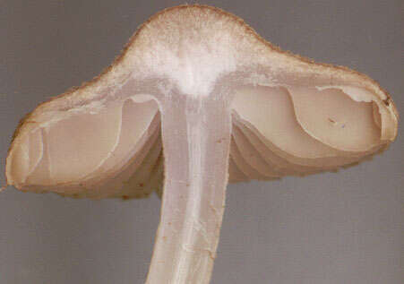 Image of Inocybe griseolilacina J. E. Lange 1917