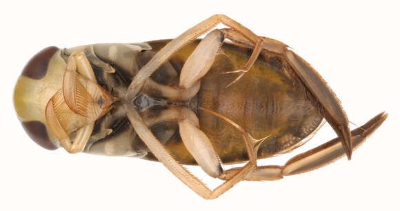 Image of Lesser water boatman