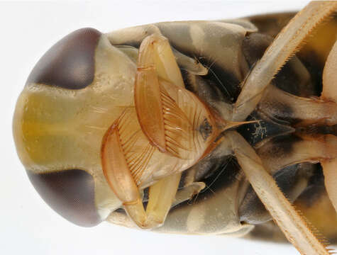 Image of Lesser water boatman