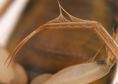 Image of Lesser water boatman