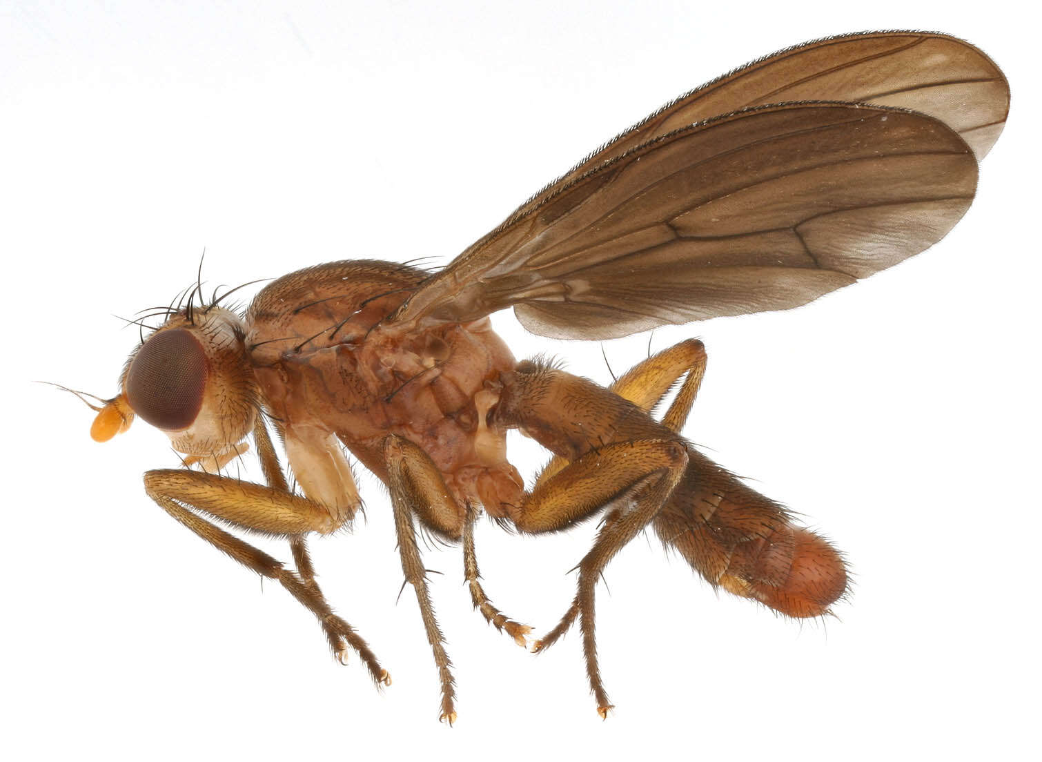 Image of Pelidnoptera fuscipennis (Meigen 1830)