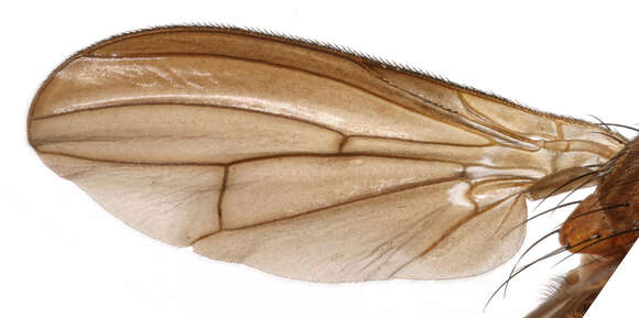 Image of Pelidnoptera fuscipennis (Meigen 1830)