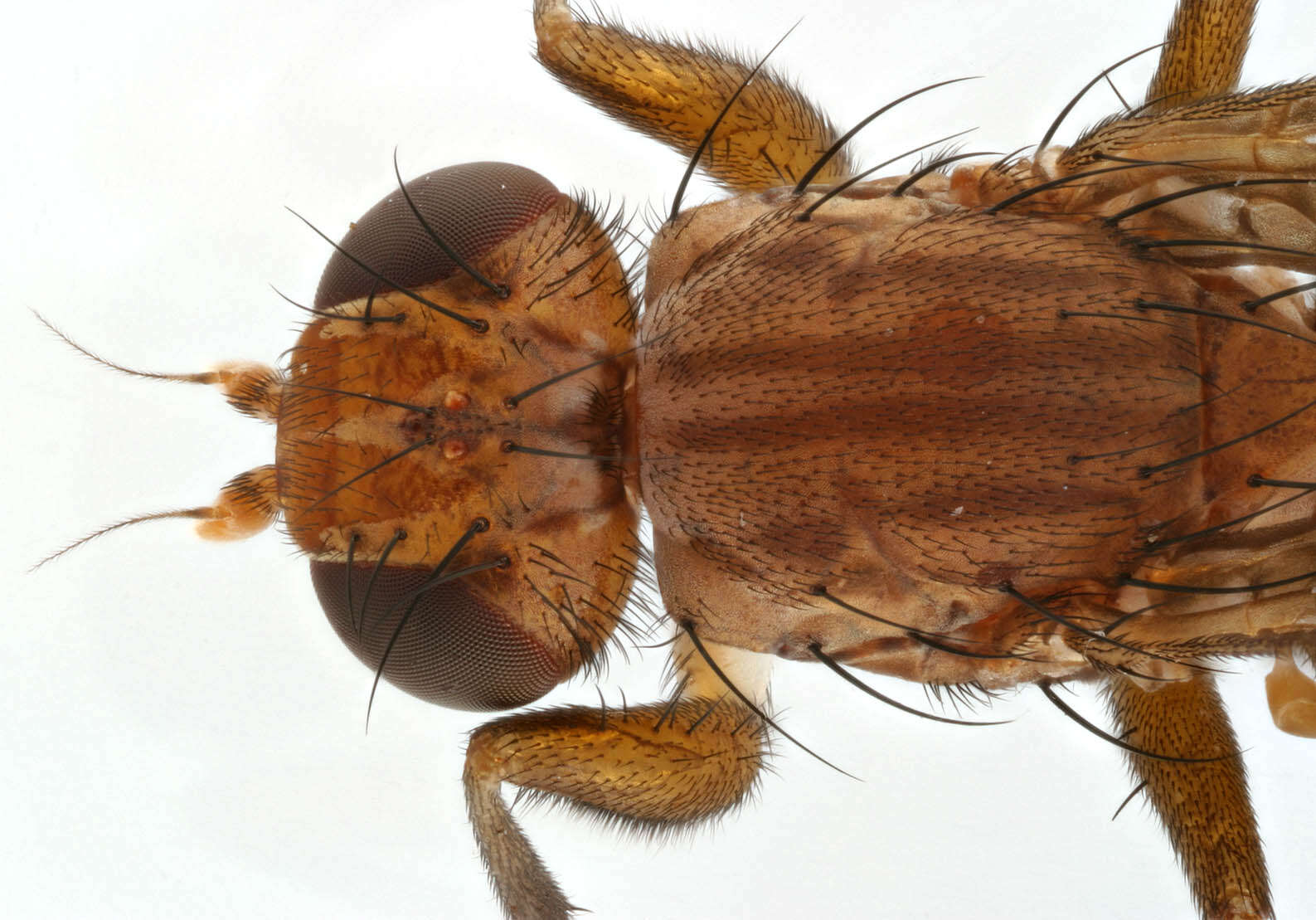 Image of Pelidnoptera fuscipennis (Meigen 1830)