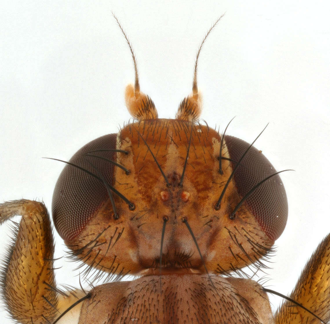 Image of Pelidnoptera fuscipennis (Meigen 1830)