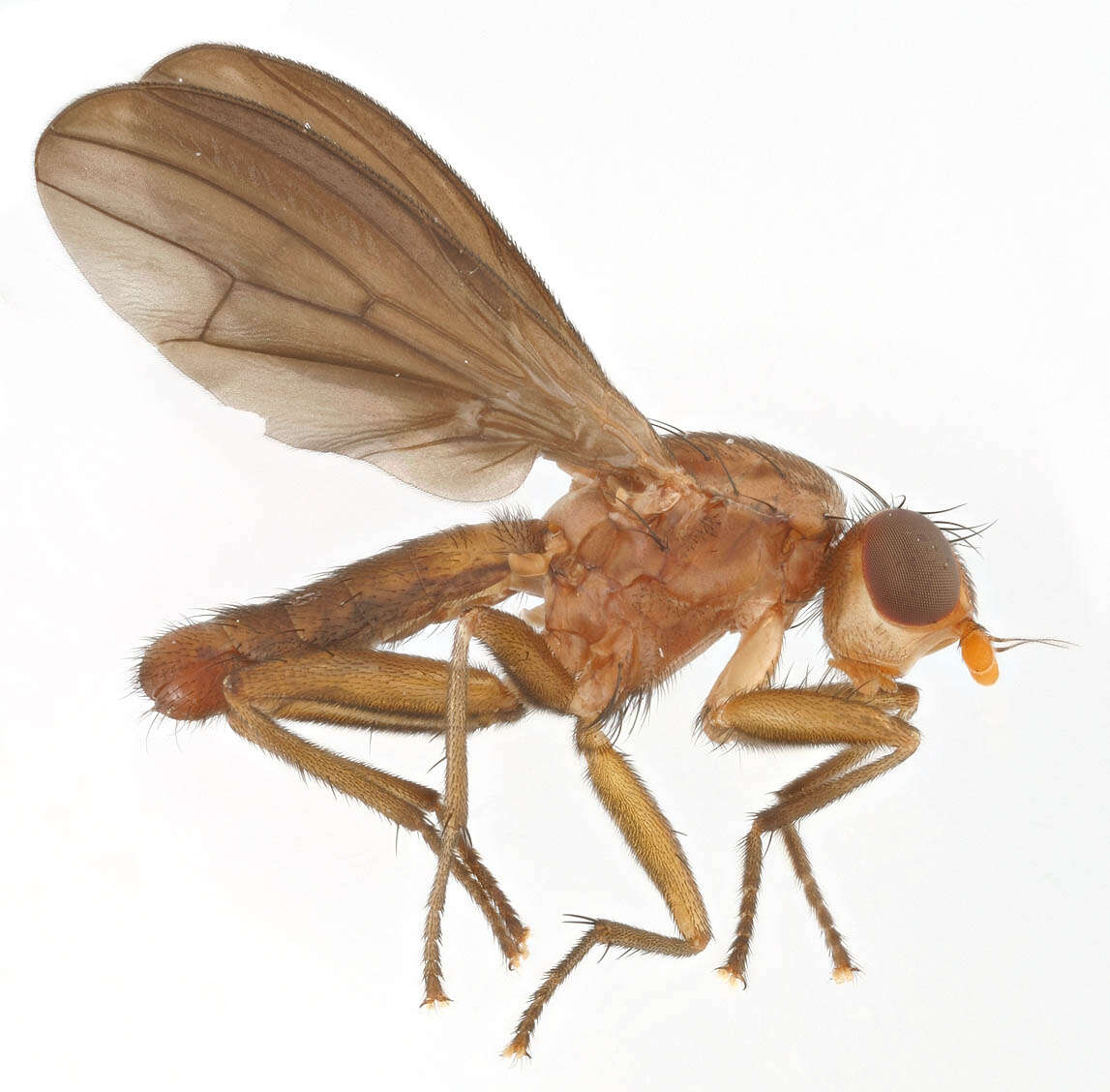 Image of Pelidnoptera fuscipennis (Meigen 1830)