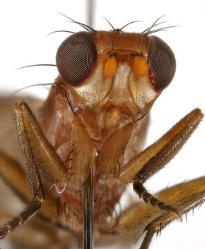 Image of Pelidnoptera fuscipennis (Meigen 1830)