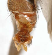 Image of Pelidnoptera fuscipennis (Meigen 1830)