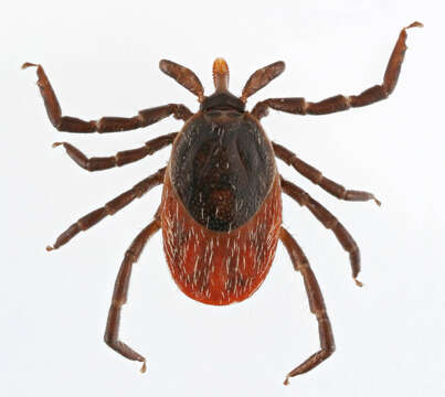 Image of Ixodes ricinus (Linnaeus 1758)