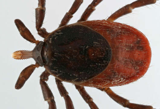 Image of Common sheep tick