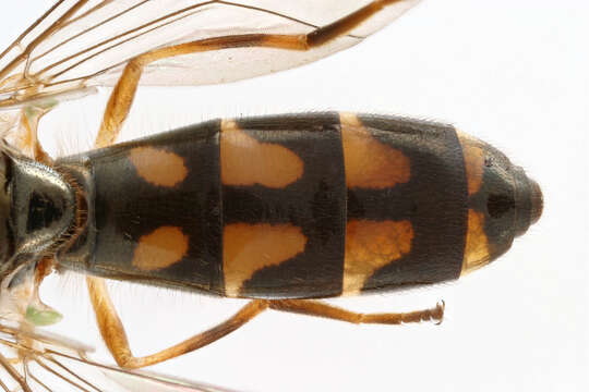 Image of Melanostoma scalare (Fabricius 1794)