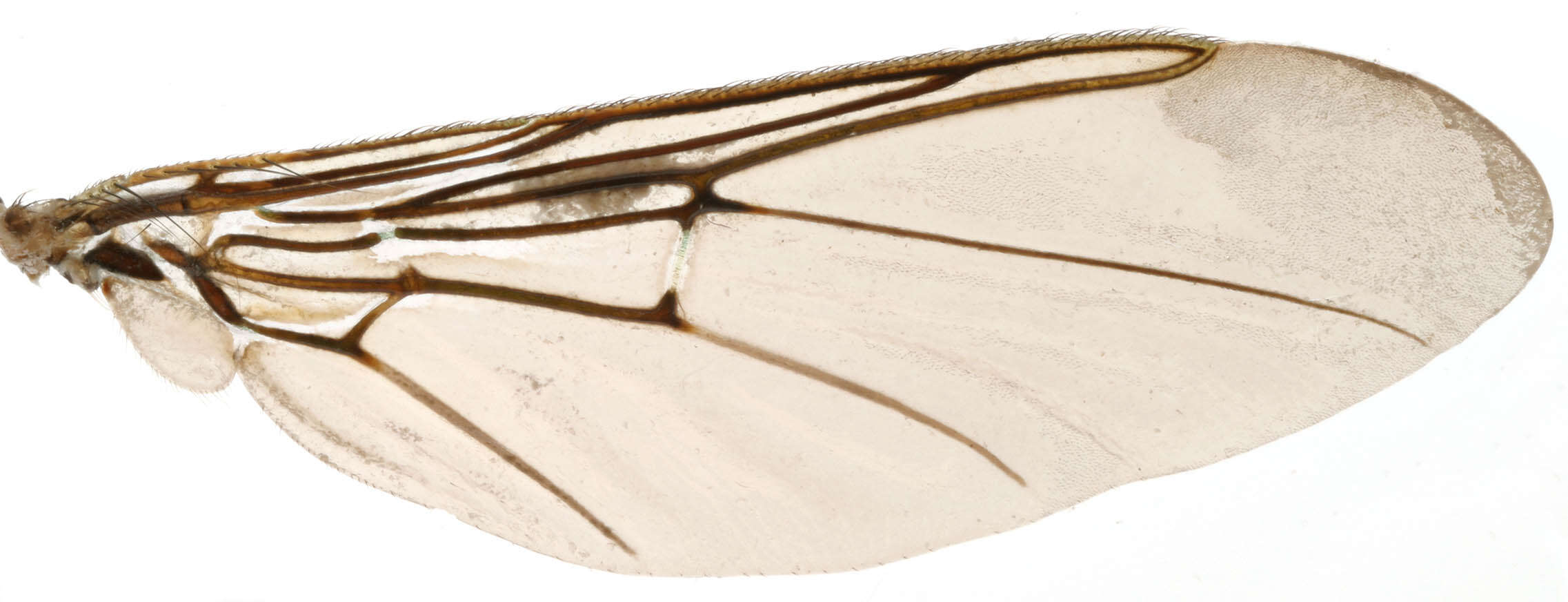 Image of Ornithomya avicularia (Linnaeus 1758)