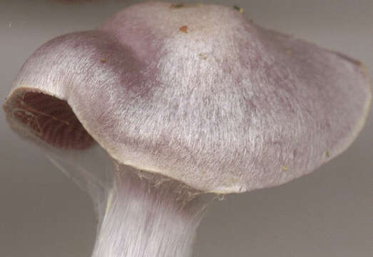 Image of light violet cortinarius