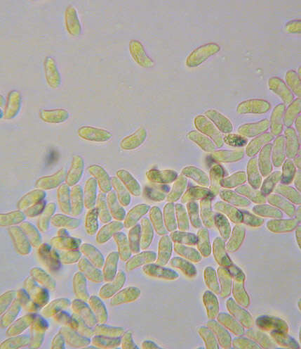 Image of Calocera viscosa (Pers.) Fr. 1821