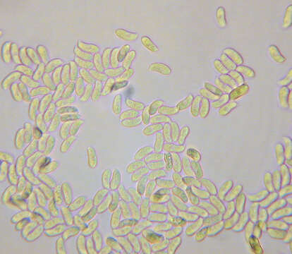 Image of Calocera viscosa (Pers.) Fr. 1821